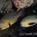 snapper_midnight_lw_tam_h_0058_bal3638.jpg